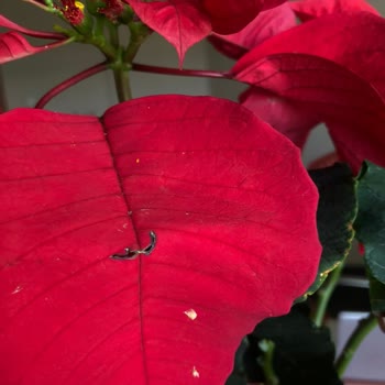 Çiçek Sepeti Ürün Teslim Sorunu