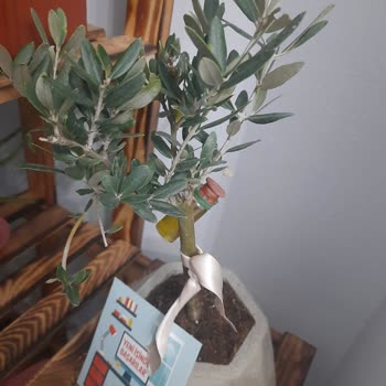 ÇiçekSepeti Yanlış Ürün Yanlış Gönderici İsmi