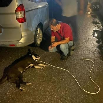 Galaxy Beach Hotel Hayvan Hakları İhlali