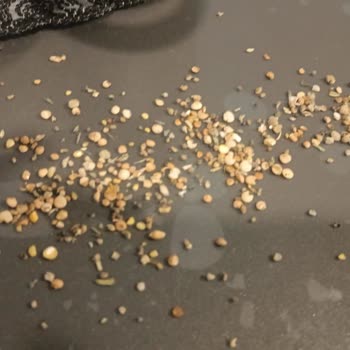 Sepetçioğlu Çekme Helva S********** Taşlı Bakliyat