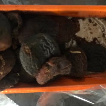 Migros Kuru Kayısı Da Kurt Var