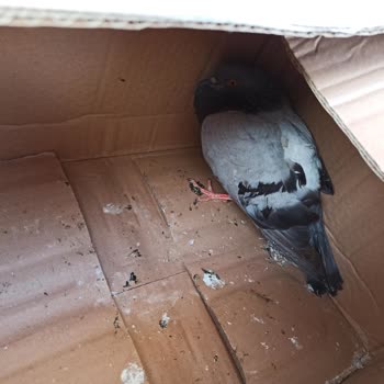 İBB - İstanbul Büyükşehir Belediyesi Belediye Veteriner Hizmetleri