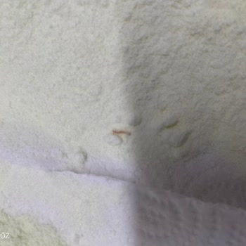 Bebelac Mamadan Kurt Çıktı