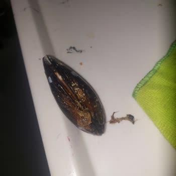 Metro Grossmarket Deniz Ürünlerinde Sorun Var