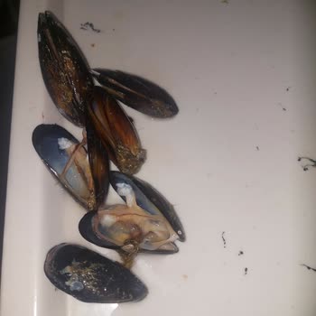 Metro Grossmarket Deniz Ürünlerinde Sorun Var