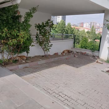 Mamak Belediyesi Başıboş Sokak Köpekleri