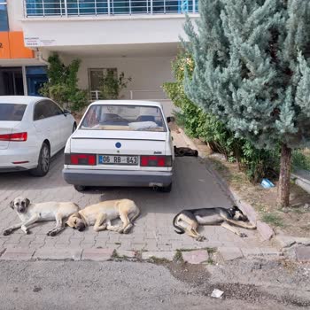 Mamak Belediyesi Başıboş Sokak Köpekleri