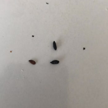 Migros Fırını Amca Fare P*isliği