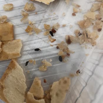 Migros Fırını Amca Fare P*isliği