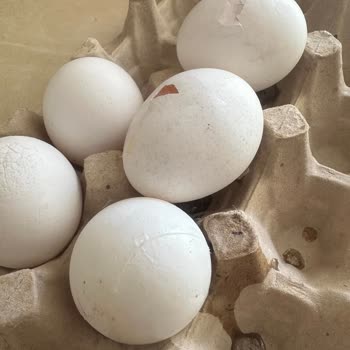 Enver Ağa Yumurta Kolideki Yumurtalar Kırık