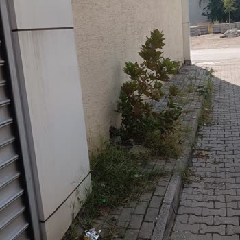 Bursa Yıldırım Belediyesi Temizlik Ve Kaldırımda Çıkan Otların Temizliği