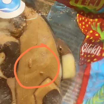 Ozmo Fun Da Böcek Ve Kurt Çıktı