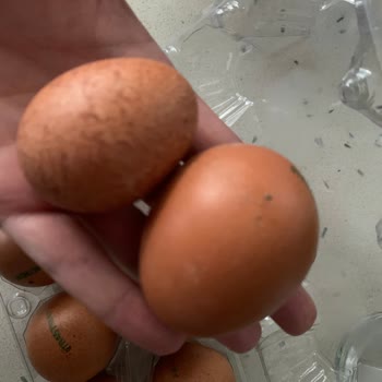 Raya Organik Raya Yumurta Boyutları Çok Küçük Ve Tarih Yok!