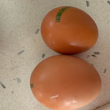 Raya Organik Raya Yumurta Boyutları Çok Küçük Ve Tarih Yok!