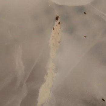 Bitli Ve Böcekli Eriş Un Lezzet Ödülü Buğday Unu