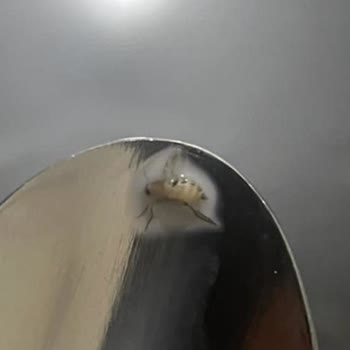 Sma Mama Kurtlanması