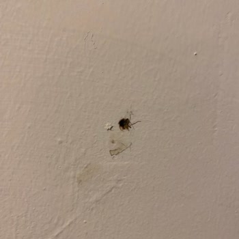 Loxia Comfort Club Side Temizlik Yok, Örümcek Ağlarıyla Uyuyoruz