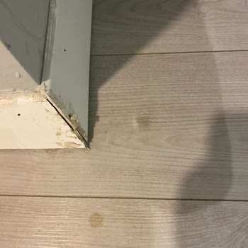 Loxia Comfort Club Side Temizlik Yok, Örümcek Ağlarıyla Uyuyoruz