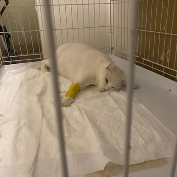 İzmir Karşıyaka Yenigirne Soğukkuyu Aristo Veteriner Fazla Narkoz Vermiş