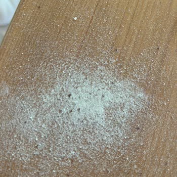Barilla Gıda Lazanya Makarna Kutusunun İçinden Böcekler Çıktı
