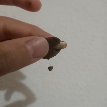 Eti Canga Çikolatadan Kıl Çıkması