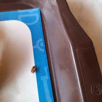 Burger King Köftesinde Değişik Bir Madde