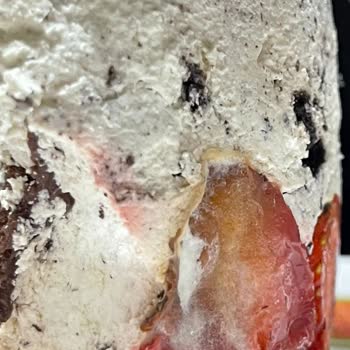 Bozuk Pasta Liva Pastaneleri