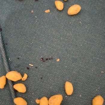 Cheetos Sut Mısırında Karınca İhmaline Karşı Şikayetim