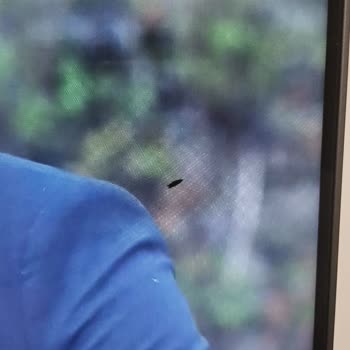 Philips TV Ekran Böcekli