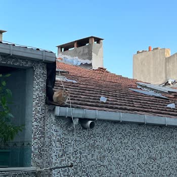 İBB - İstanbul Büyükşehir Belediyesi Çatıda Kalan Kediyi 2 Haftadır Kurtaramıyoruz