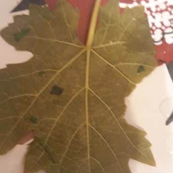 Tevek Marka Tokat Sarma Yaprağı Çok Küçük Ve Damarlı!