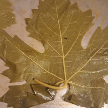 Tevek Marka Tokat Sarma Yaprağı Çok Küçük Ve Damarlı!