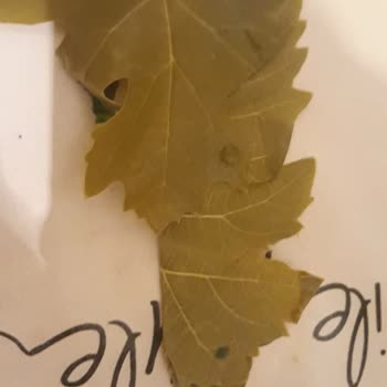 Tevek Marka Tokat Sarma Yaprağı Çok Küçük Ve Damarlı!