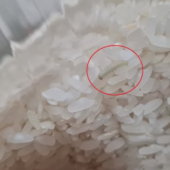 A101 Ovadan Kurtlu Pirinç Satışı