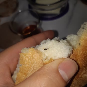 BİM Ekmekten Böcek Cıktı