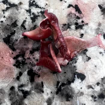 Ancora Ürünümden Kötü Bir Şey Çıktı