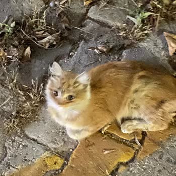 İzmir Büyük Şehir Belediyesi Veterinerlik Hizmetleri