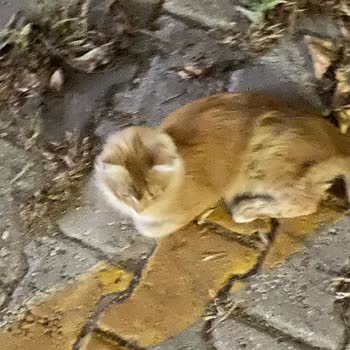 İzmir Büyük Şehir Belediyesi Veterinerlik Hizmetleri