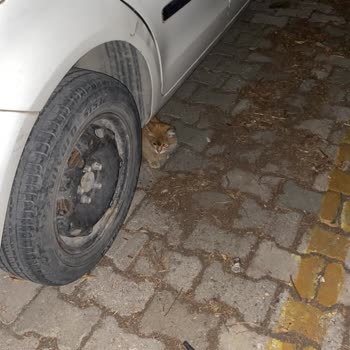 İzmir Büyük Şehir Belediyesi Veterinerlik Hizmetleri