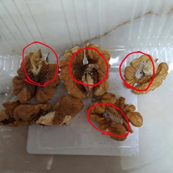 Trendyol Hızlı Market Mopaş Acıbadem-2 Kurtlu Ceviz Gönderimi
