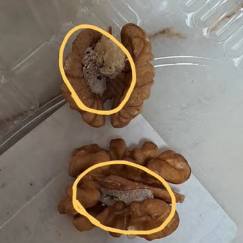 Trendyol Hızlı Market Mopaş Acıbadem-2 Kurtlu Ceviz Gönderimi