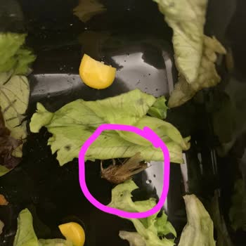 Tavuk Dünyası Salatasından Böcek Çıktı