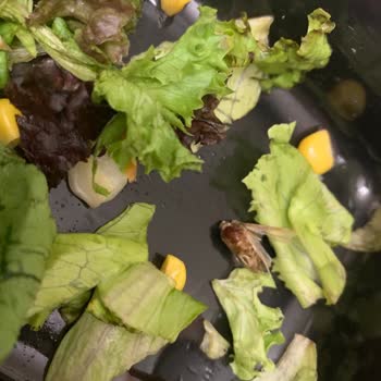 Tavuk Dünyası Salatasından Böcek Çıktı