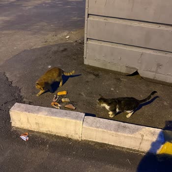 Balık Dünyası Ürün Bozuk Çıktı