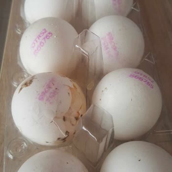 Tarım Kredi Kooperatif Market  Bozulmuş Organik Yumurtayı Değiştirmiyor