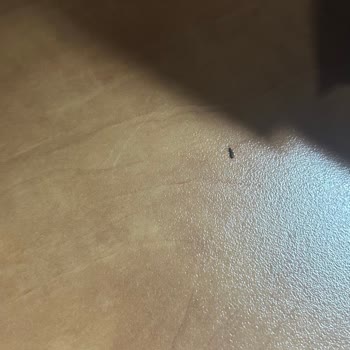 Çerezya Çiğ Kokteyl