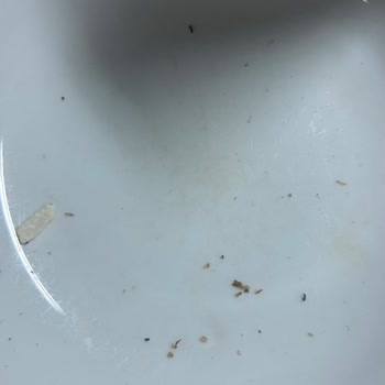 Çerezya Çiğ Kokteyl