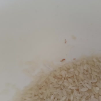 Paketlerinde Kurtlu Pirinç Satılan Migros