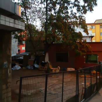 Emniyet Genel Müdürlüğü Bağlı Olmayan Köpeklerin Gece Bağırması