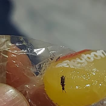 Kent Şekerleri İçinden Yabancı Madde Çıkan Ürün